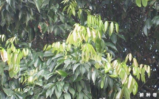 荔枝掉果严重怎么办? 荔枝掉果严重怎么办?