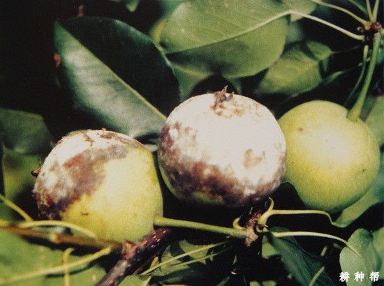 梨毛霉软腐病如何预防? 梨毛霉软腐病如何预防?