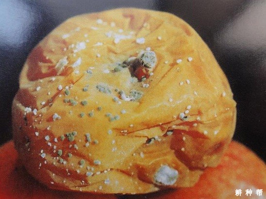 梨毛霉软腐病如何预防? 梨毛霉软腐病如何预防?