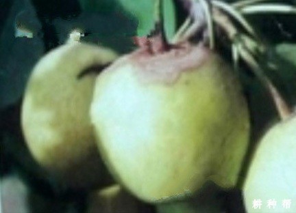 梨毛霉软腐病如何预防? 梨毛霉软腐病如何预防?