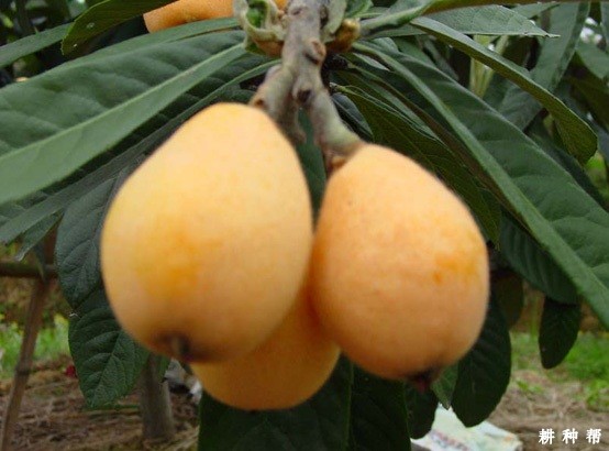 太城4号枇杷品种好不好? 太城4号枇杷品种好不好?