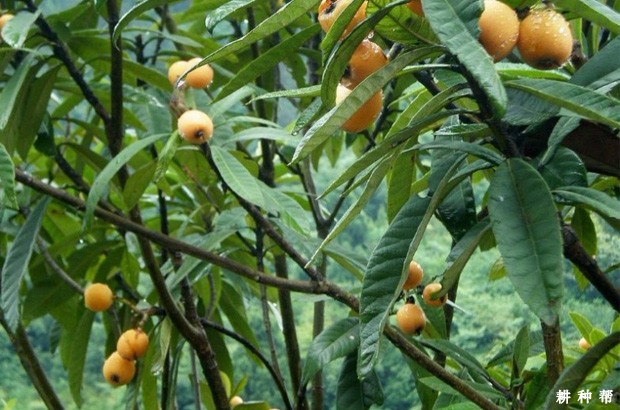 太城4号枇杷品种好不好? 太城4号枇杷品种好不好?