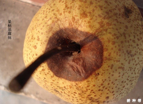 梨柄基腐病如何预防? 梨柄基腐病如何预防?