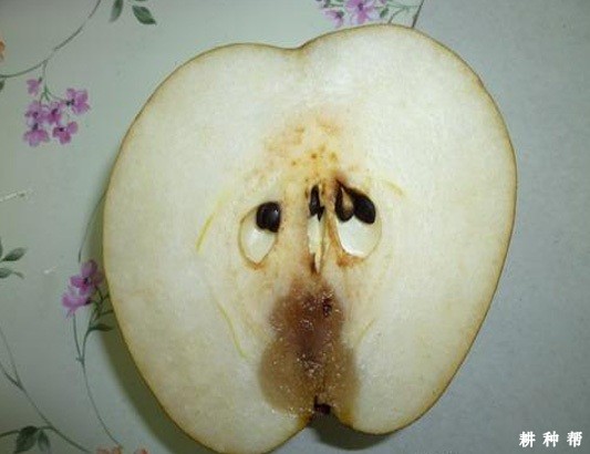 梨柄基腐病如何预防? 梨柄基腐病如何预防?