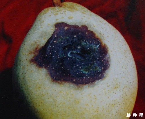 梨柄基腐病如何预防? 梨柄基腐病如何预防?