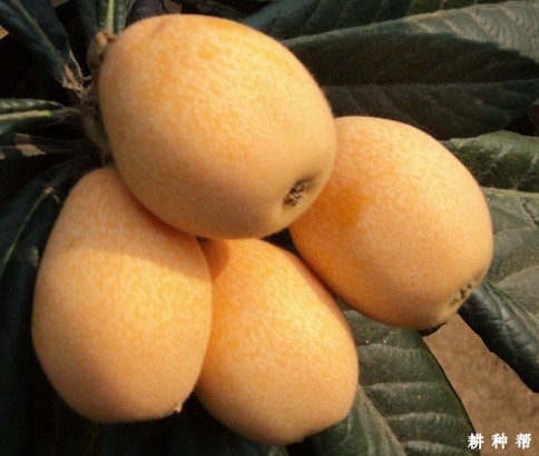 长红3号枇杷品种好不好? 长红3号枇杷品种好不好?