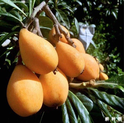 长红3号枇杷品种好不好? 长红3号枇杷品种好不好?