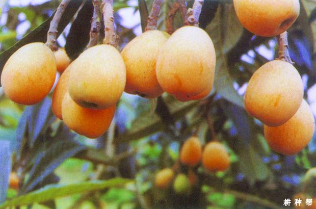 新白1号枇杷品种好不好? 新白1号枇杷品种好不好?