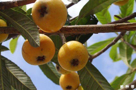 新白1号枇杷品种好不好? 新白1号枇杷品种好不好?