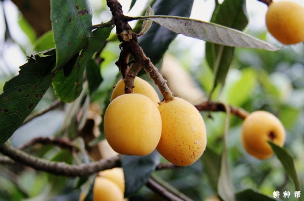 新白1号枇杷品种好不好? 新白1号枇杷品种好不好?