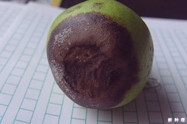 梨疫腐病如何防治? 梨疫腐病如何防治?