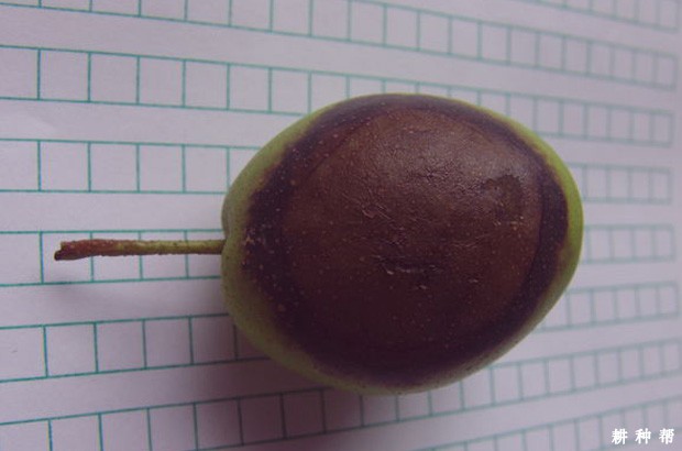 梨疫腐病如何防治? 梨疫腐病如何防治?