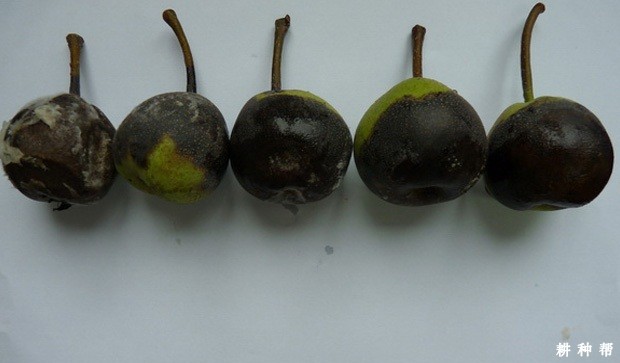 梨疫腐病如何防治? 梨疫腐病如何防治?