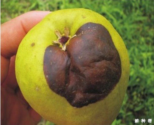 梨黑斑病怎么治疗? 梨黑斑病怎么治疗?