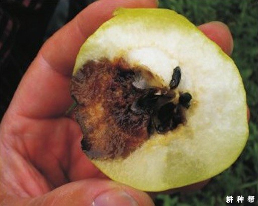 梨黑斑病怎么治疗? 梨黑斑病怎么治疗?