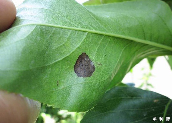 梨黑斑病怎么治疗? 梨黑斑病怎么治疗?