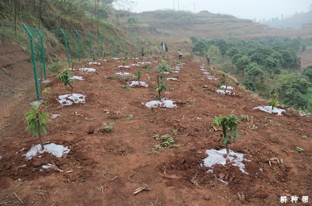 荔枝树施有机肥有哪些好处? 荔枝树施有机肥有哪些好处?