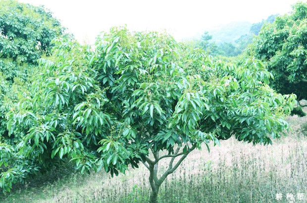 荔枝树施有机肥有哪些好处? 荔枝树施有机肥有哪些好处?