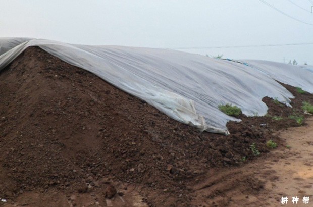 荔枝树施有机肥有哪些好处? 荔枝树施有机肥有哪些好处?