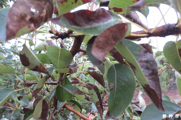 梨树干枯病如何防治? 梨树干枯病如何防治?