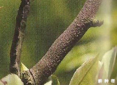 梨树干枯病如何防治? 梨树干枯病如何防治?