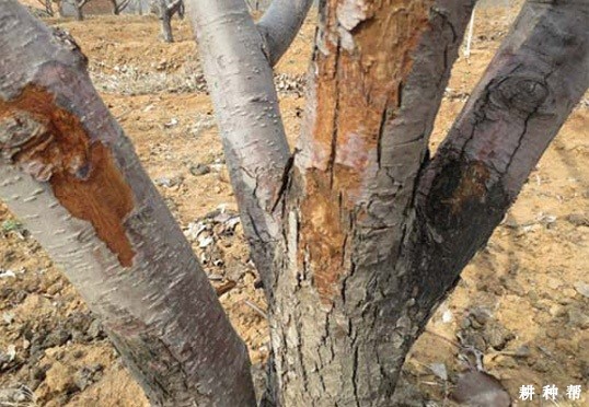 梨树干枯病如何防治? 梨树干枯病如何防治?