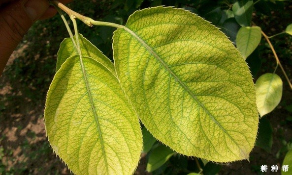 梨树缺铁黄叶症怎样预防? 梨树缺铁黄叶症怎样预防?