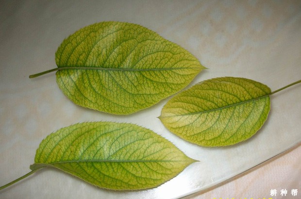 梨树缺铁黄叶症怎样预防? 梨树缺铁黄叶症怎样预防?