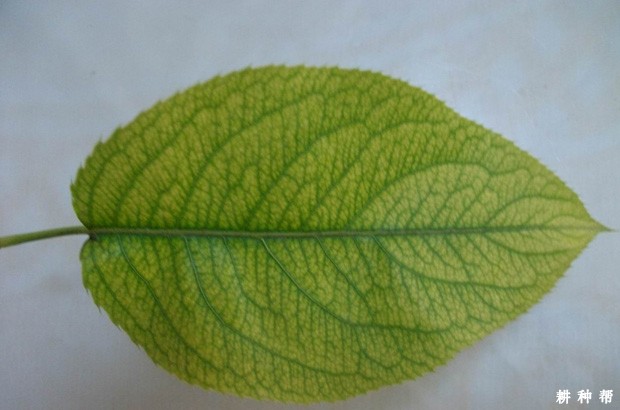 梨树缺铁黄叶症怎样预防? 梨树缺铁黄叶症怎样预防?