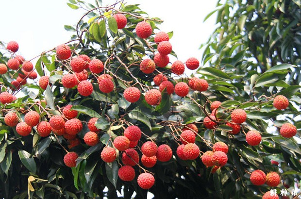 荔枝采收前后怎样施肥? 荔枝采收前后怎样施肥?