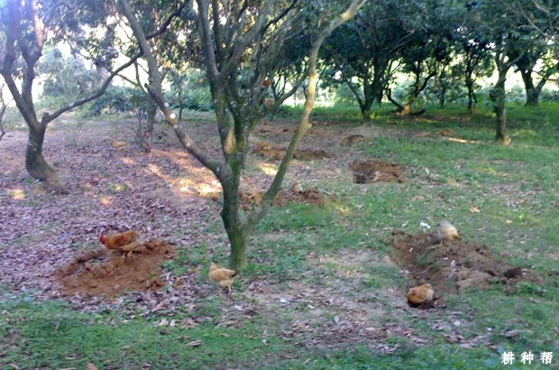 荔枝采收前后怎样施肥? 荔枝采收前后怎样施肥?