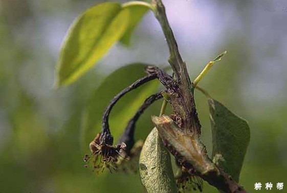 梨树火疫病如何防治? 梨树火疫病如何防治?