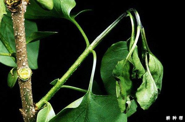 梨树火疫病如何防治? 梨树火疫病如何防治?