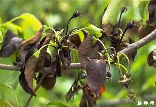 梨树火疫病如何防治? 梨树火疫病如何防治?