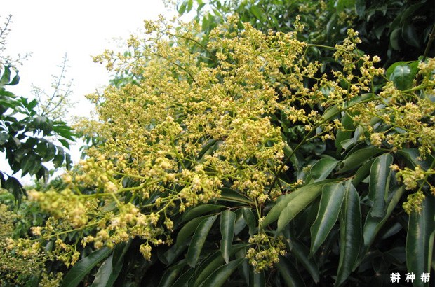 荔枝开花坐果有什么特点? 荔枝开花坐果有什么特点?