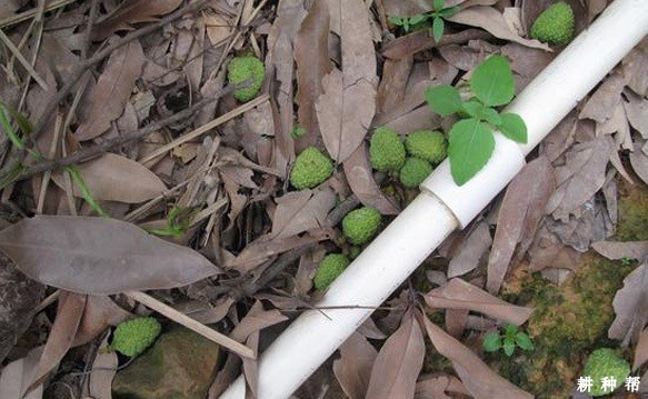 荔枝开花坐果有什么特点? 荔枝开花坐果有什么特点?