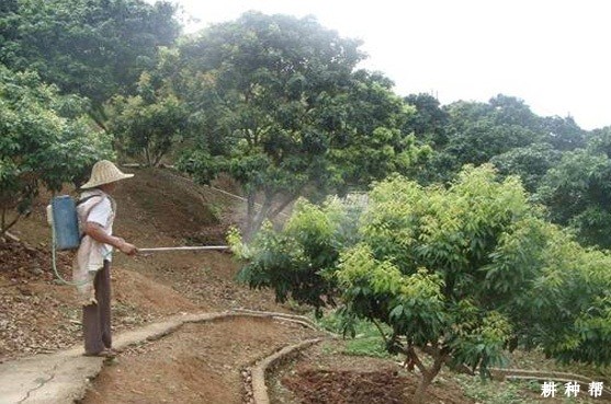 荔枝怎样控冬梢? 荔枝怎样控冬梢?