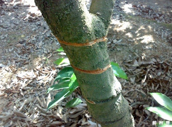 荔枝怎样控冬梢? 荔枝怎样控冬梢?