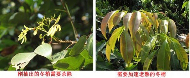 荔枝怎样控冬梢? 荔枝怎样控冬梢?
