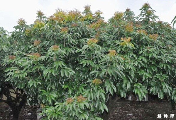 荔枝怎样控冬梢? 荔枝怎样控冬梢?