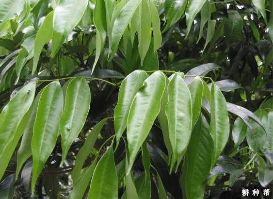 种植荔枝怎样促进花芽分化? 种植荔枝怎样促进花芽分化?