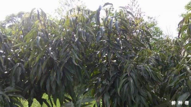 种植荔枝怎样促进花芽分化? 种植荔枝怎样促进花芽分化?