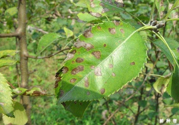 梨灰斑病如何防治？