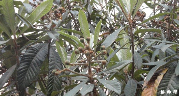 枇杷树落花落果怎样防冶? 枇杷树落花落果怎样防冶?