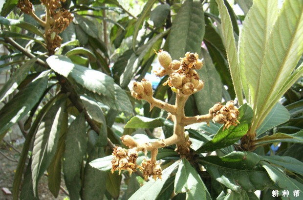 枇杷树落花落果怎样防冶? 枇杷树落花落果怎样防冶?