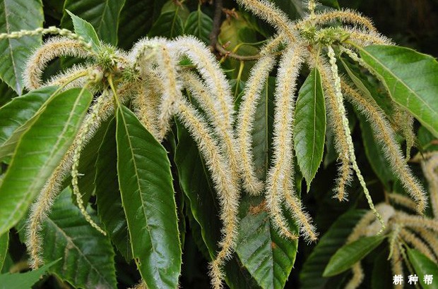 板栗树开花和授粉有什么特点? 板栗树开花和授粉有什么特点?