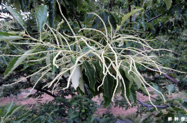 板栗树开花和授粉有什么特点? 板栗树开花和授粉有什么特点?