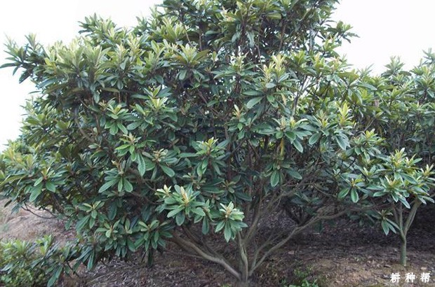 枇杷怎样促进花芽分化? 枇杷怎样促进花芽分化?