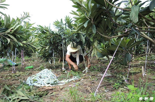枇杷怎样促进花芽分化? 枇杷怎样促进花芽分化?