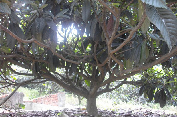 枇杷怎样促进花芽分化? 枇杷怎样促进花芽分化?